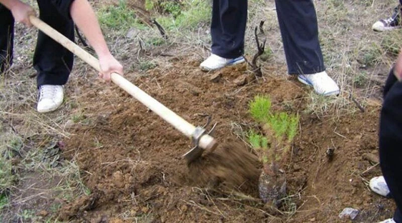 dendrofyteysi.jpg?v=0