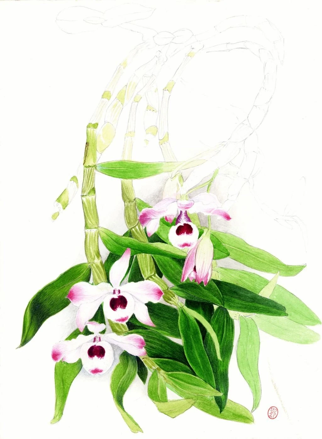 syllektes-orxideas-ape7.jpg