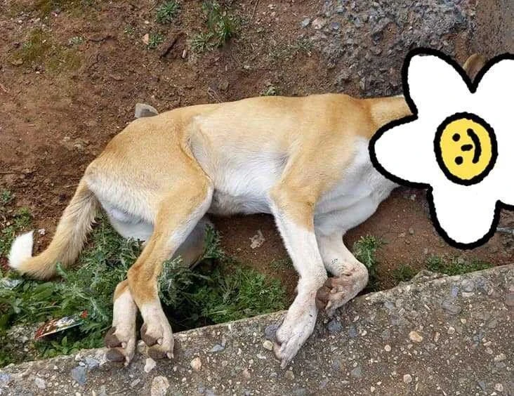 fola-skuli.jpg