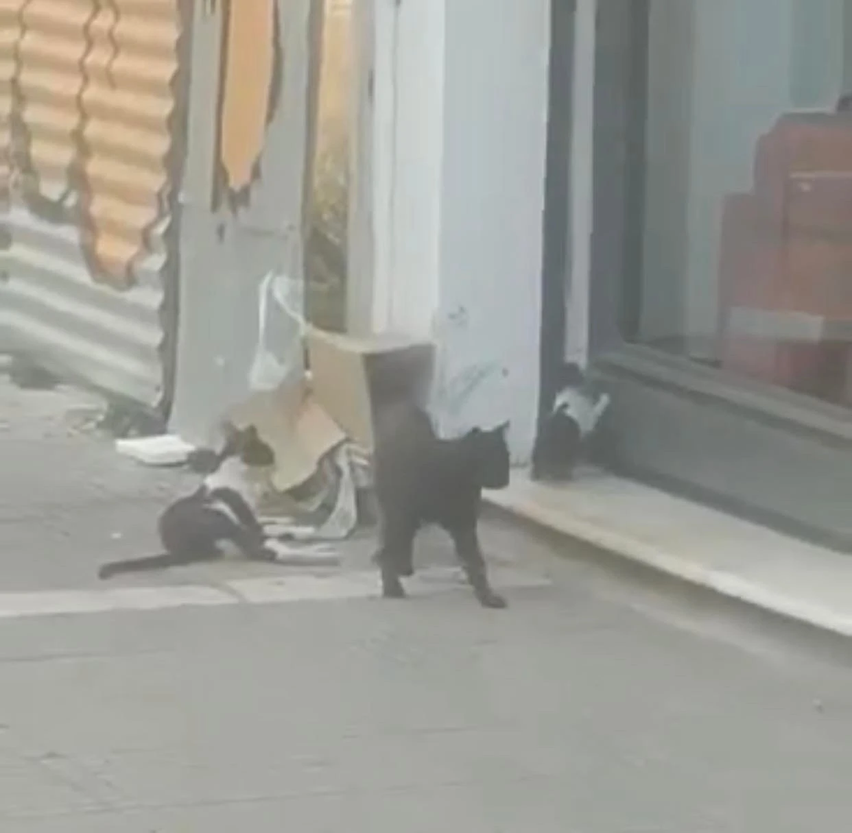 gataki-kakopoiisi.jpg