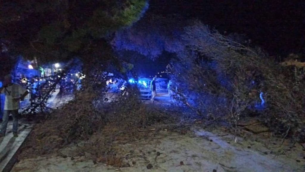 ptosi-dentrou-xalkidiki3.jpg