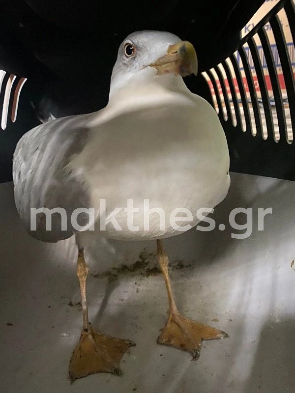 glaros-sxoleio-01.jpg