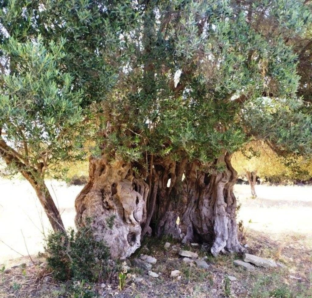 yperaionovia-dentra3.jpg