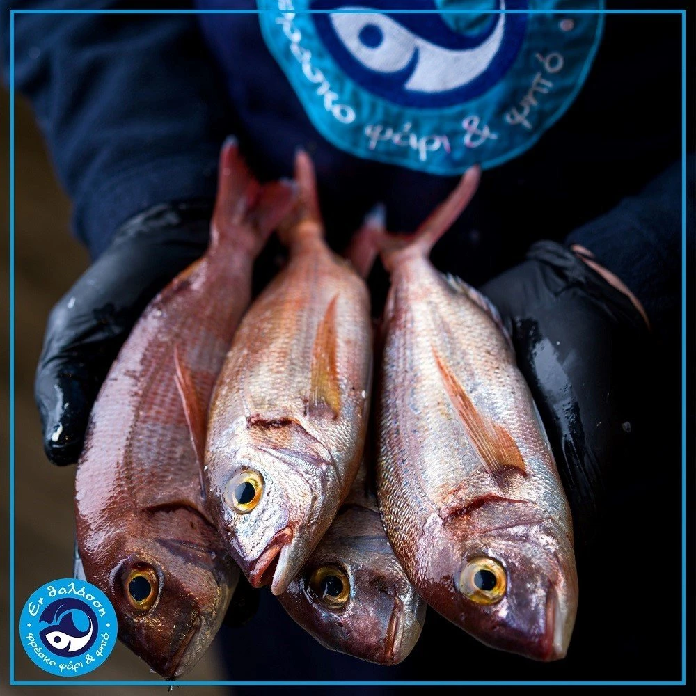 thalassi-4.jpg