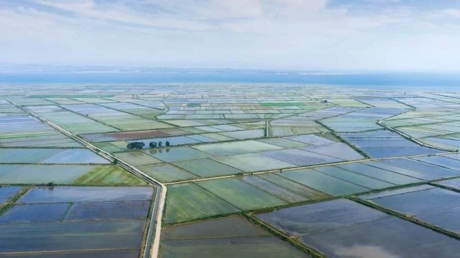 Φωτογραφία από ορυζώνες στη Χαλάστρα&nbsp;