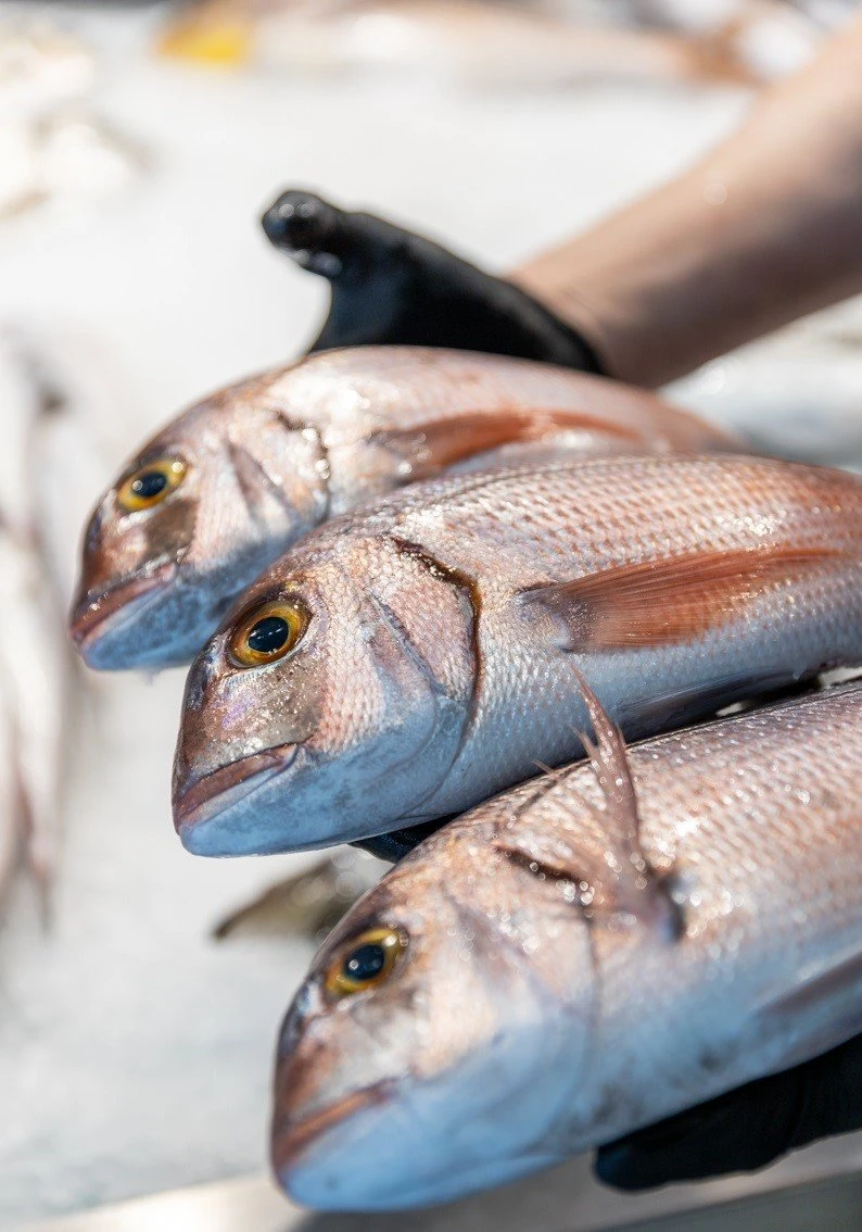fish-fish2.jpg
