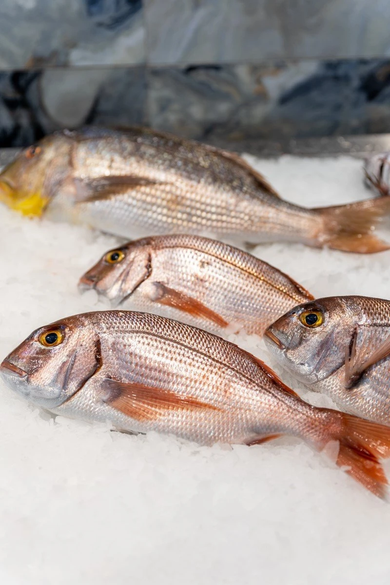 fish-fish3.jpg