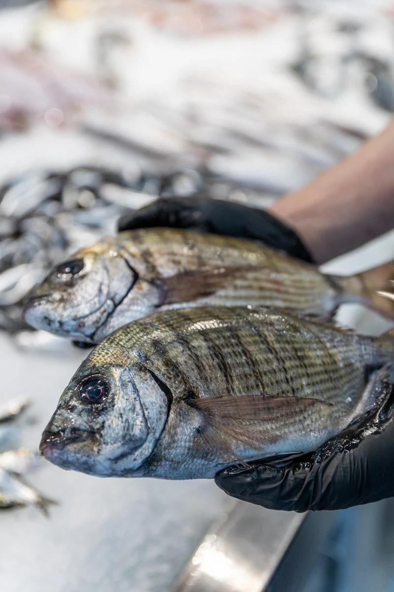 fish-fish4.jpg