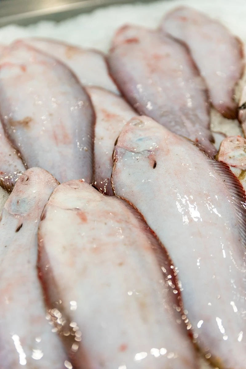 fish-fish5.jpg