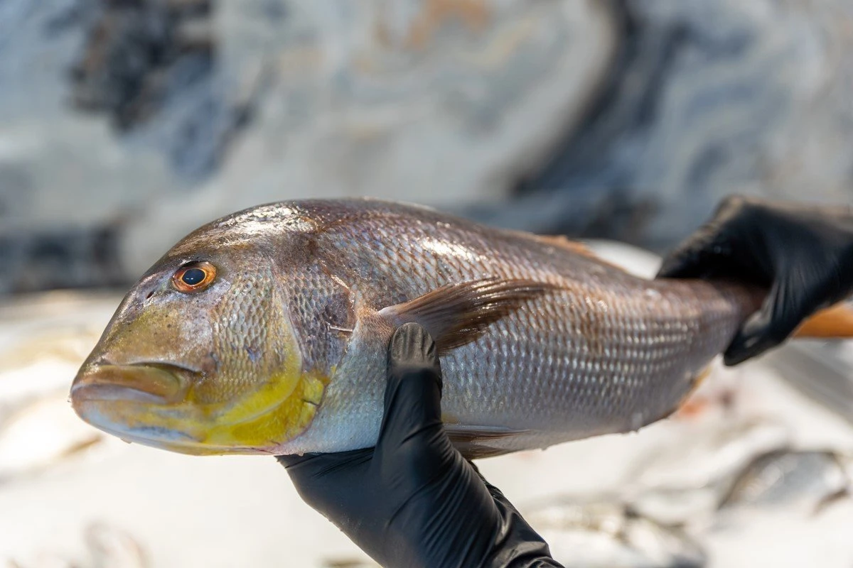 fish-fish6.jpg