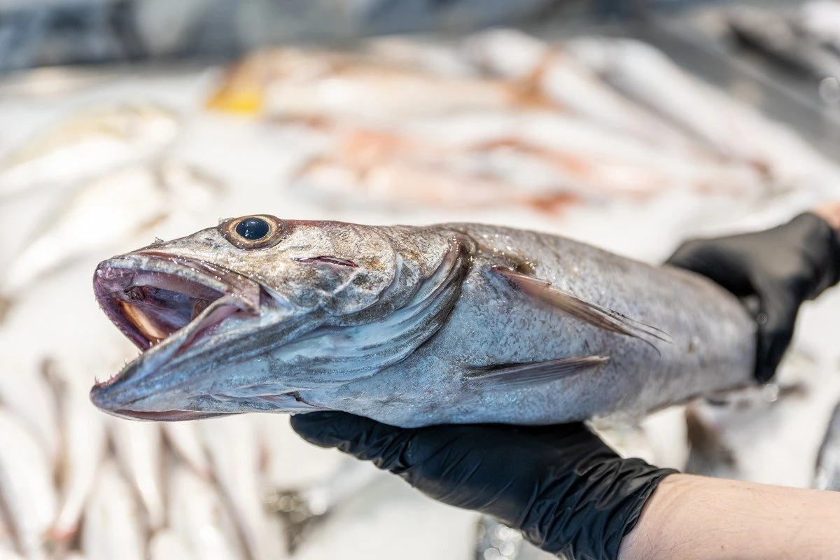 fish-fish7.jpg