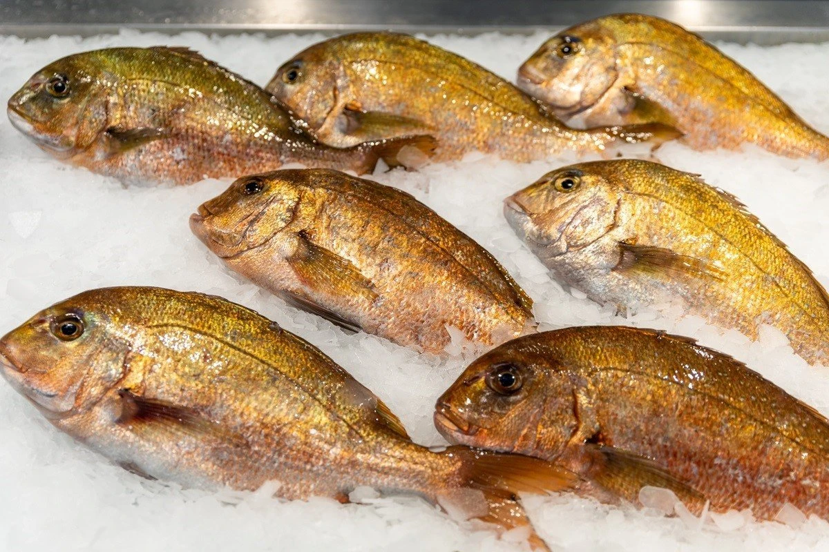fish-fish8.jpg