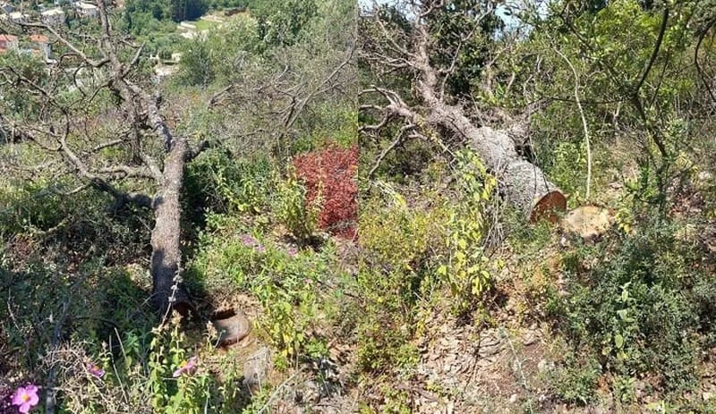 dasos-syvota-dentra-kommena.jpg