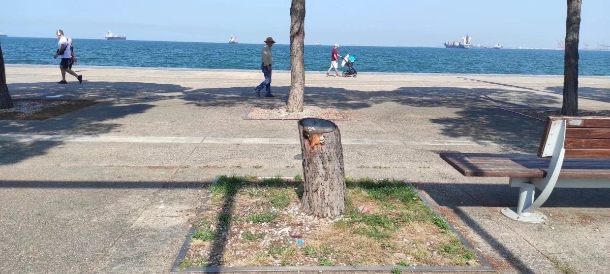 kommena-dentra-nea-paralia.jpg