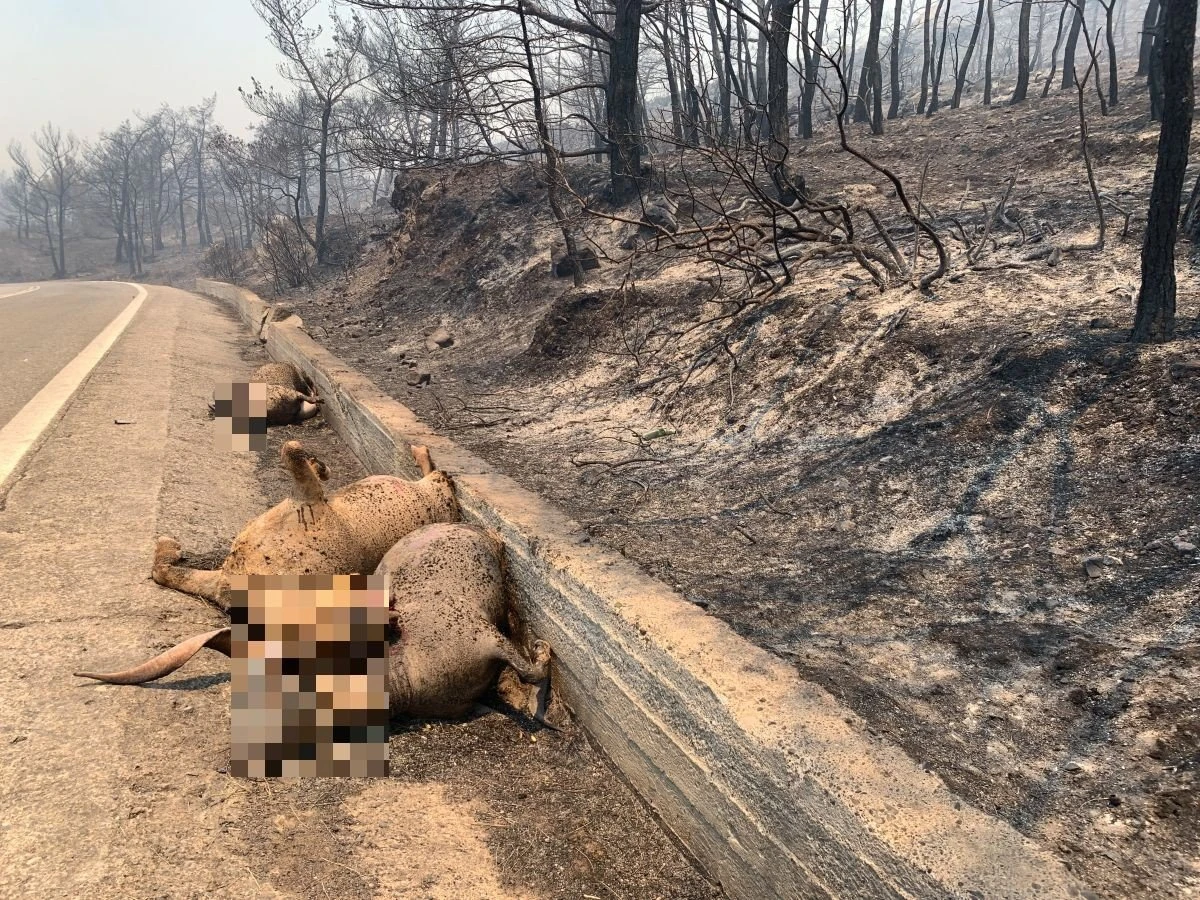 Νεκρά ζώα στη Ρόδο