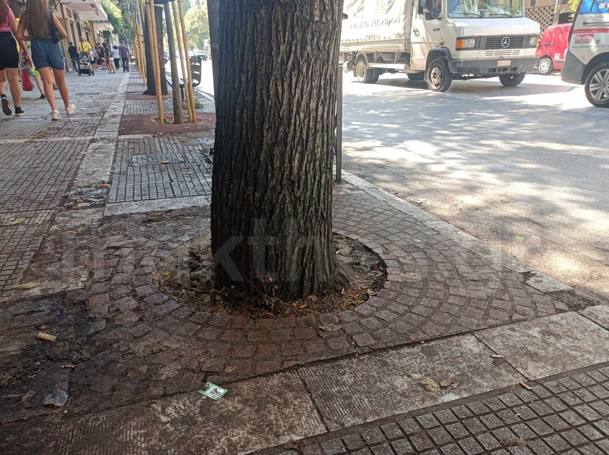 simera.jpg
