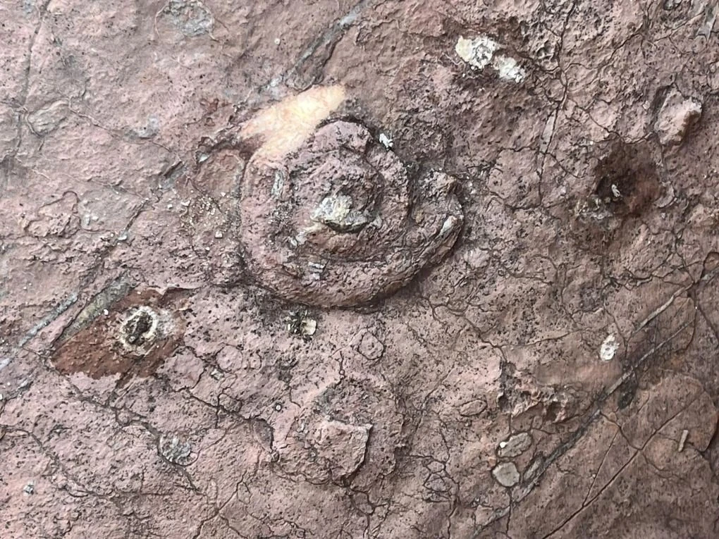xios-ypopsifiotita-geoparko-unesco-apolithoma-ammoniton-xios.jpg