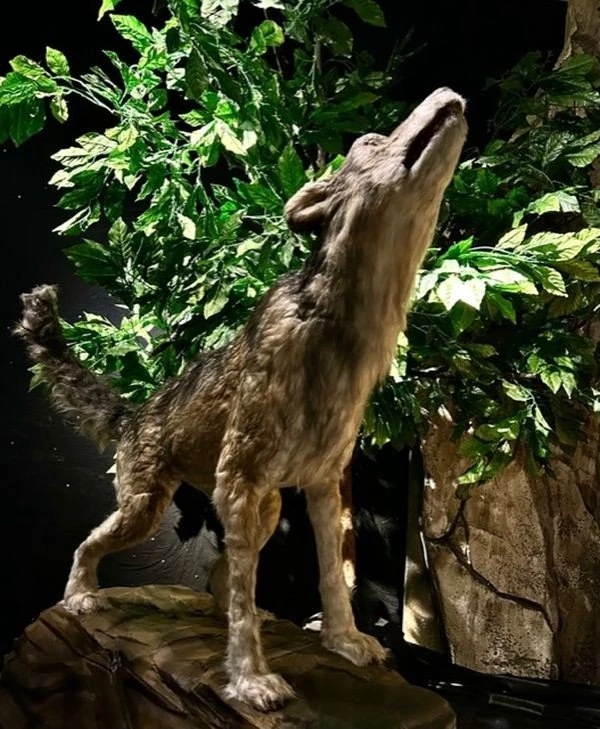 ecozoo-noesis6.jpg