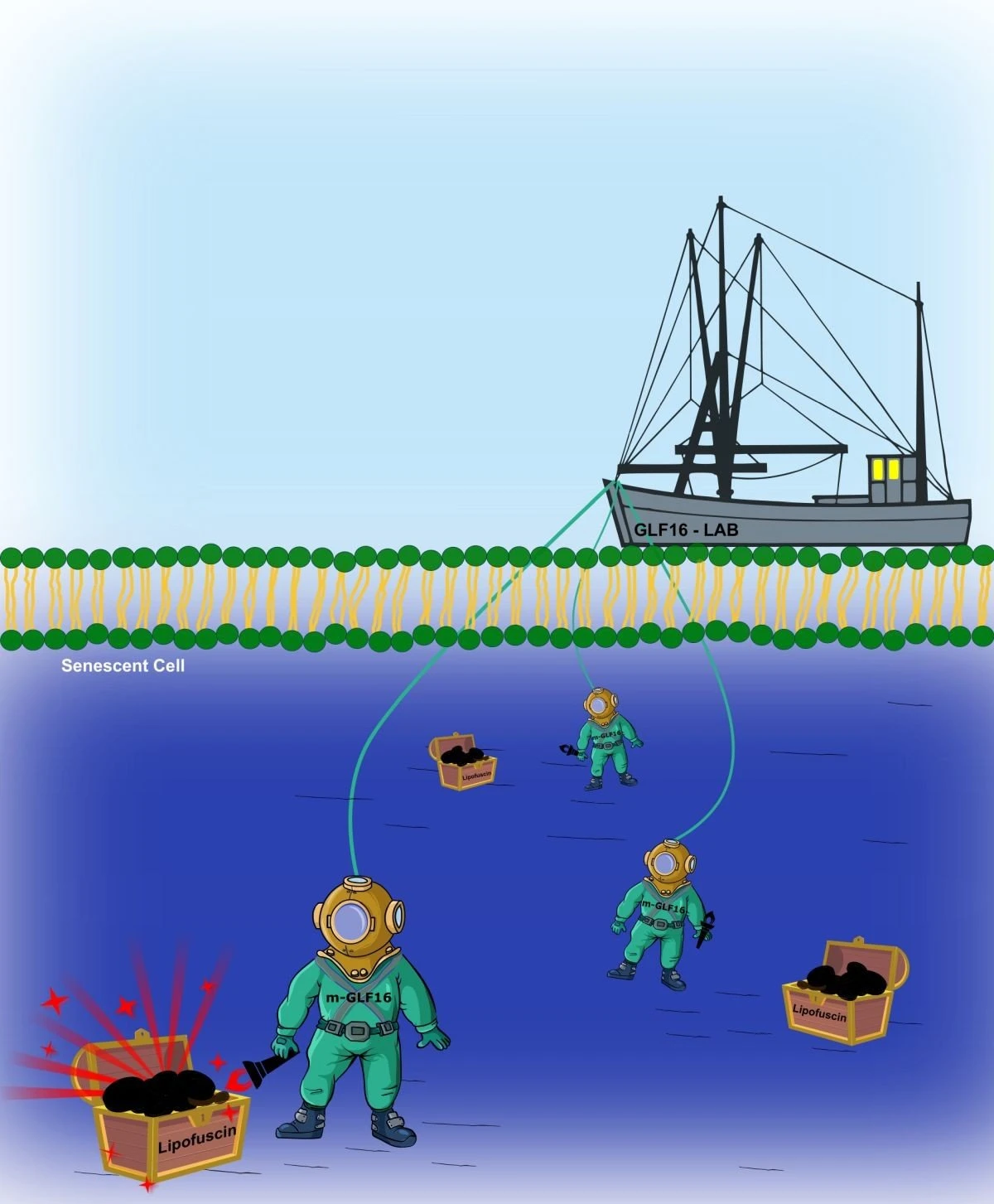 Σκίτσο που απεικονίζει το ταξίδι του GLF16-LAB στην κυκλοφορία του αίματος