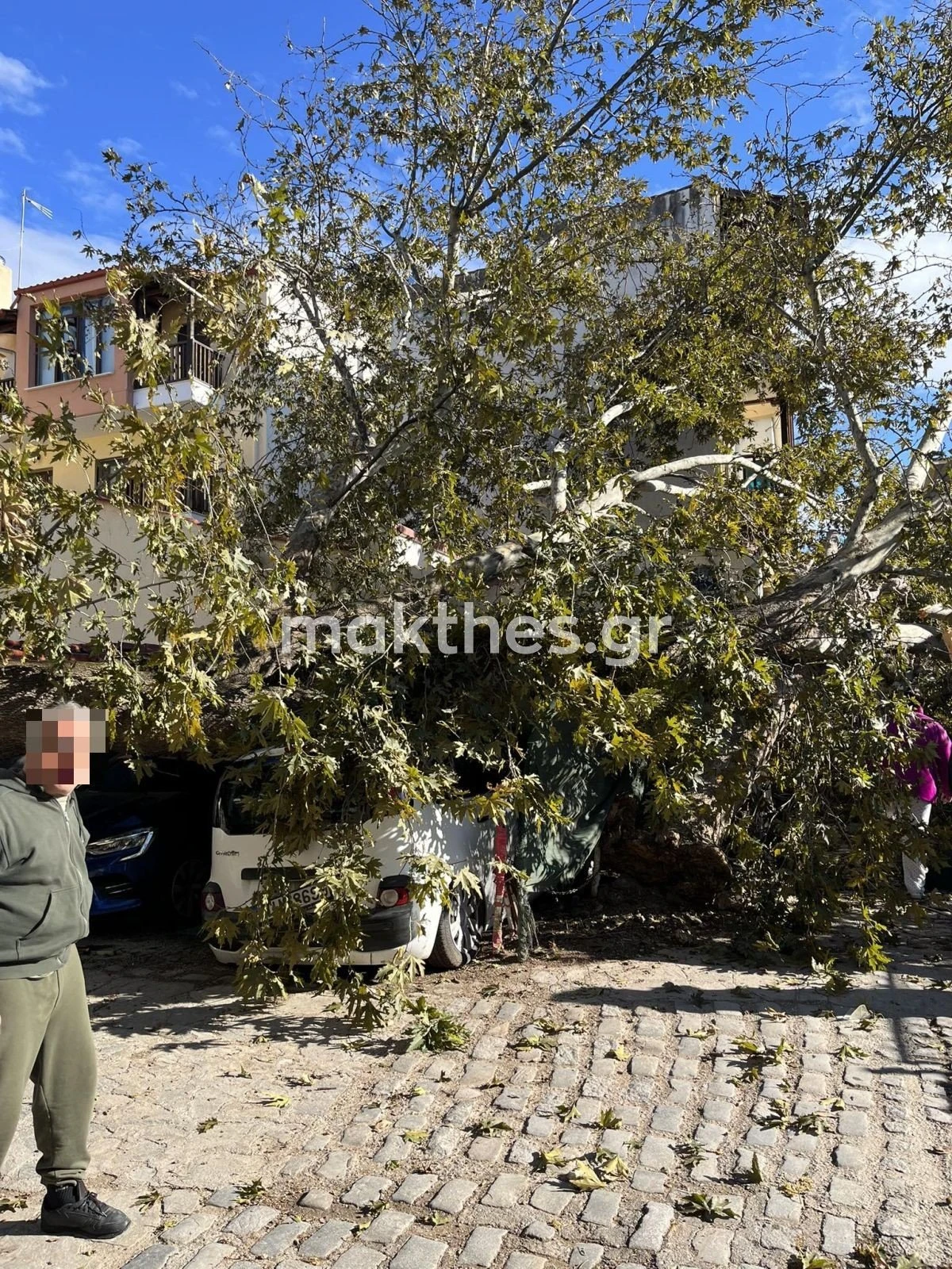 ptosi-dentrou-plateia-terpsitheas-thessaloniki-platanos-dentra-noemvrios-2023-bettina.jpg