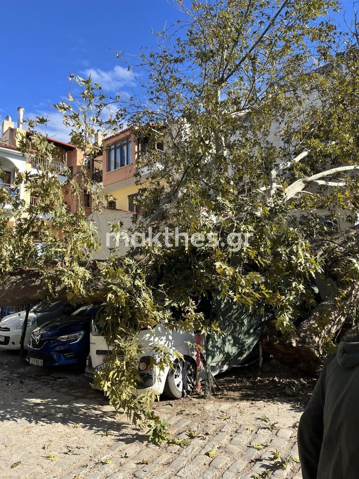 ptosi-dentrou-plateia-terpsitheas-thessaloniki-platanos-dentra-noemvrios-2023-bettina2.jpg