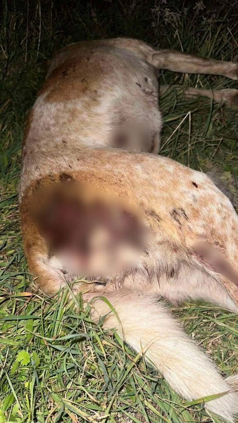 nekri-skylitsa-volos1.jpg
