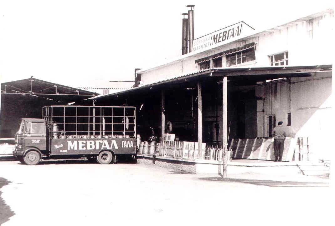 mevgal6.jpg