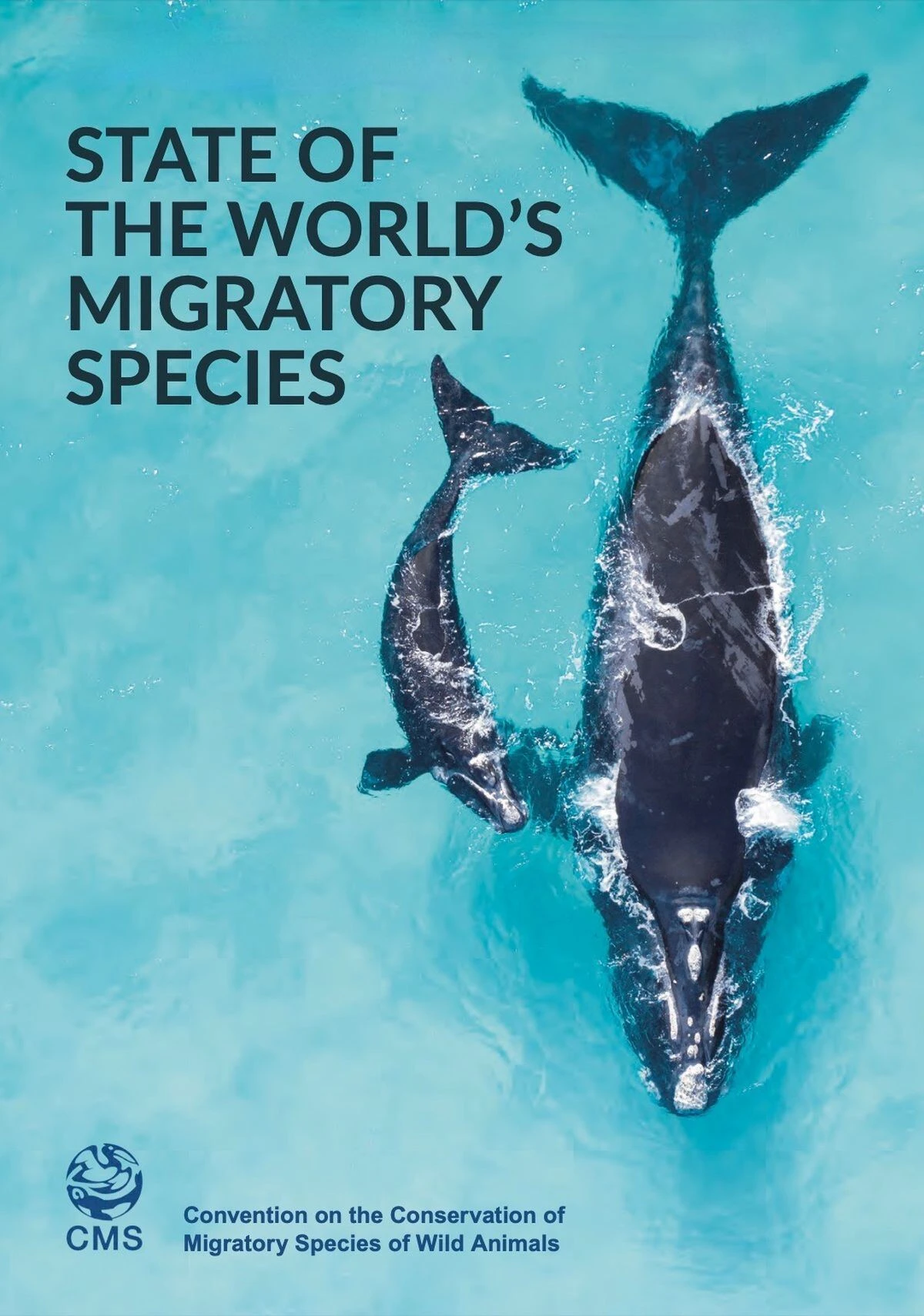 unmigratoryspecies.jpg