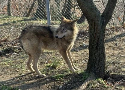 wolf.jpg