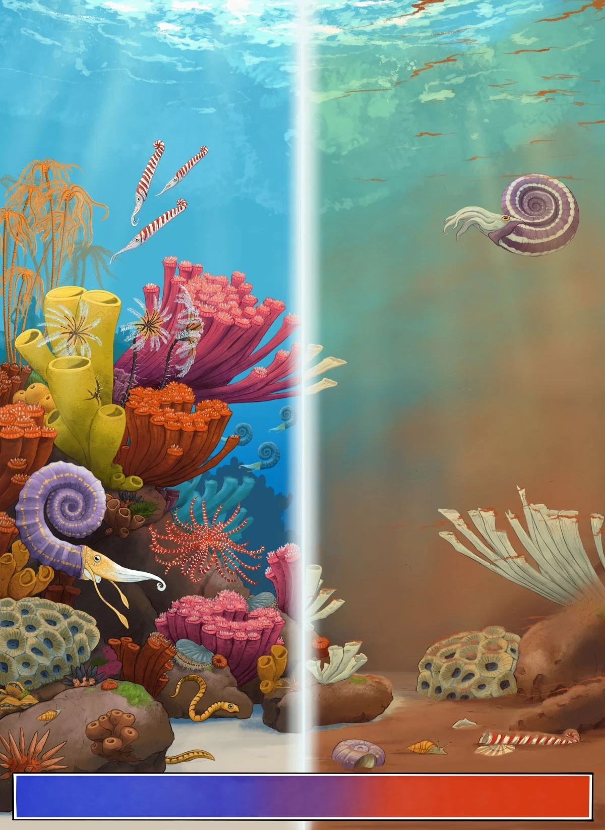 reef-divided-no-log.jpg