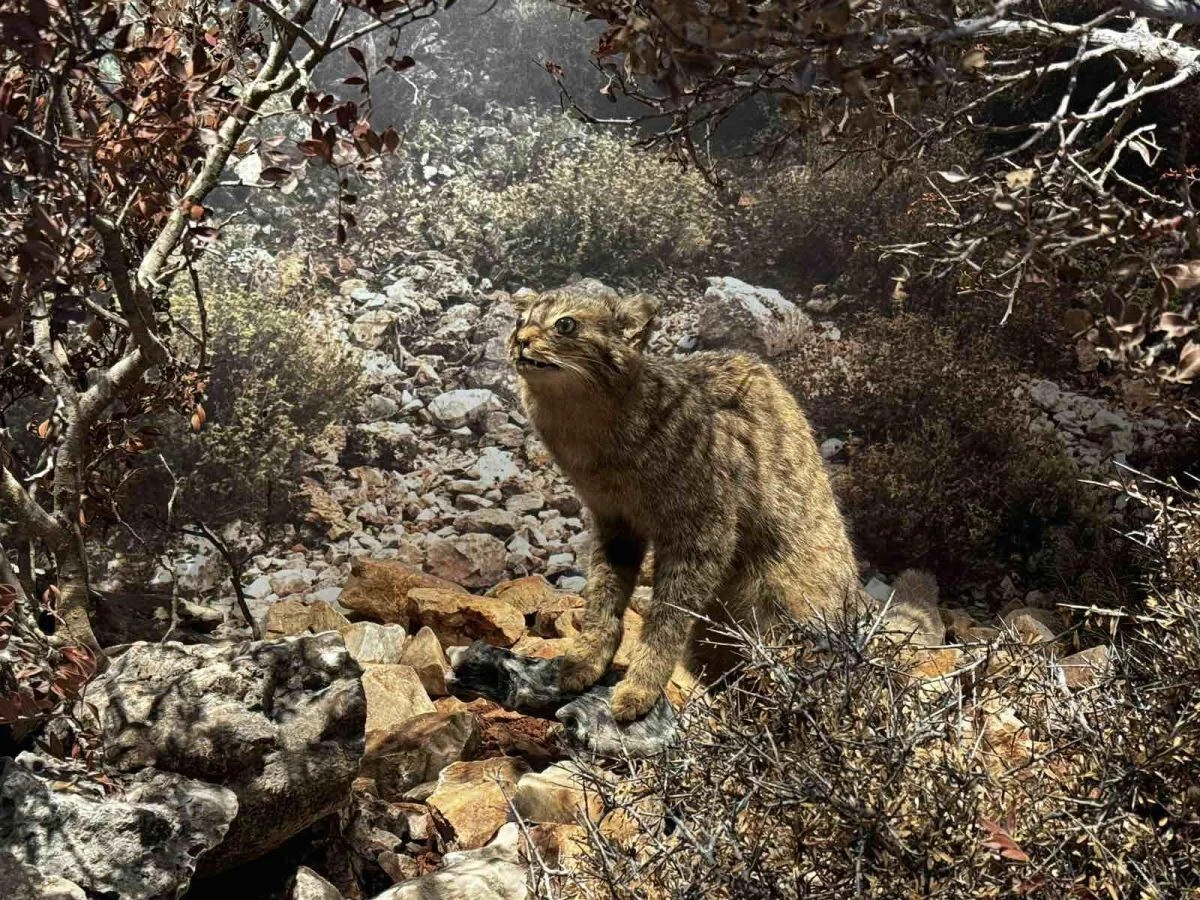agriogatos-kriti.jpg