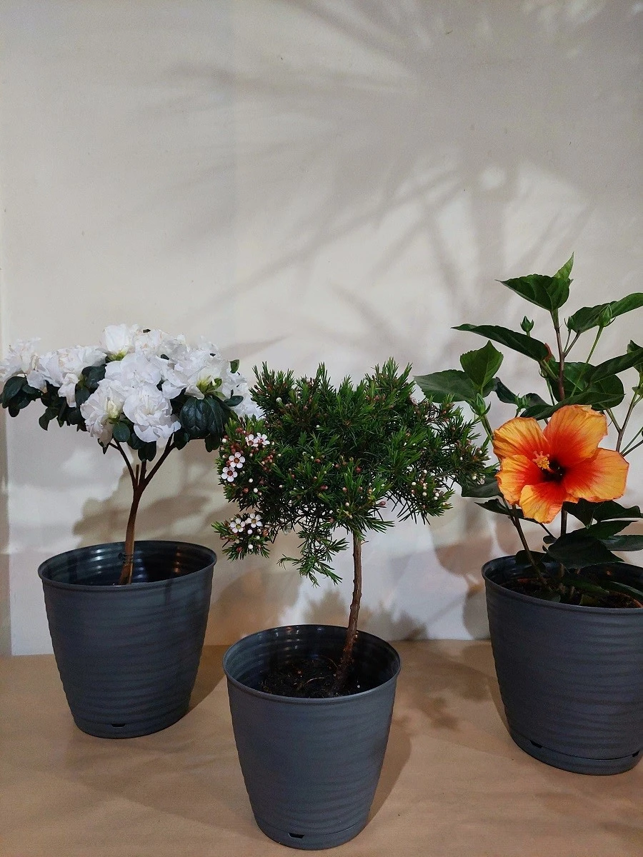 mini-garden12.jpg
