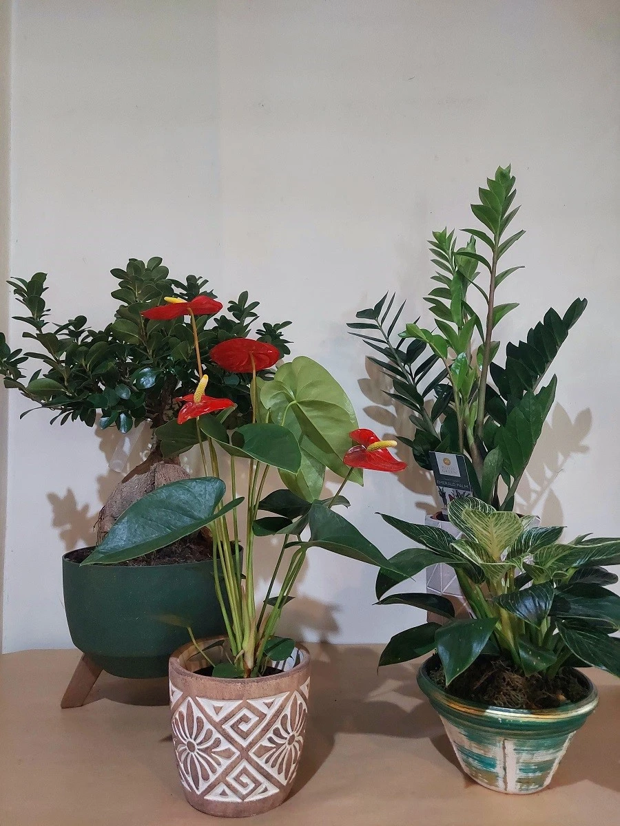 mini-garden4.jpg
