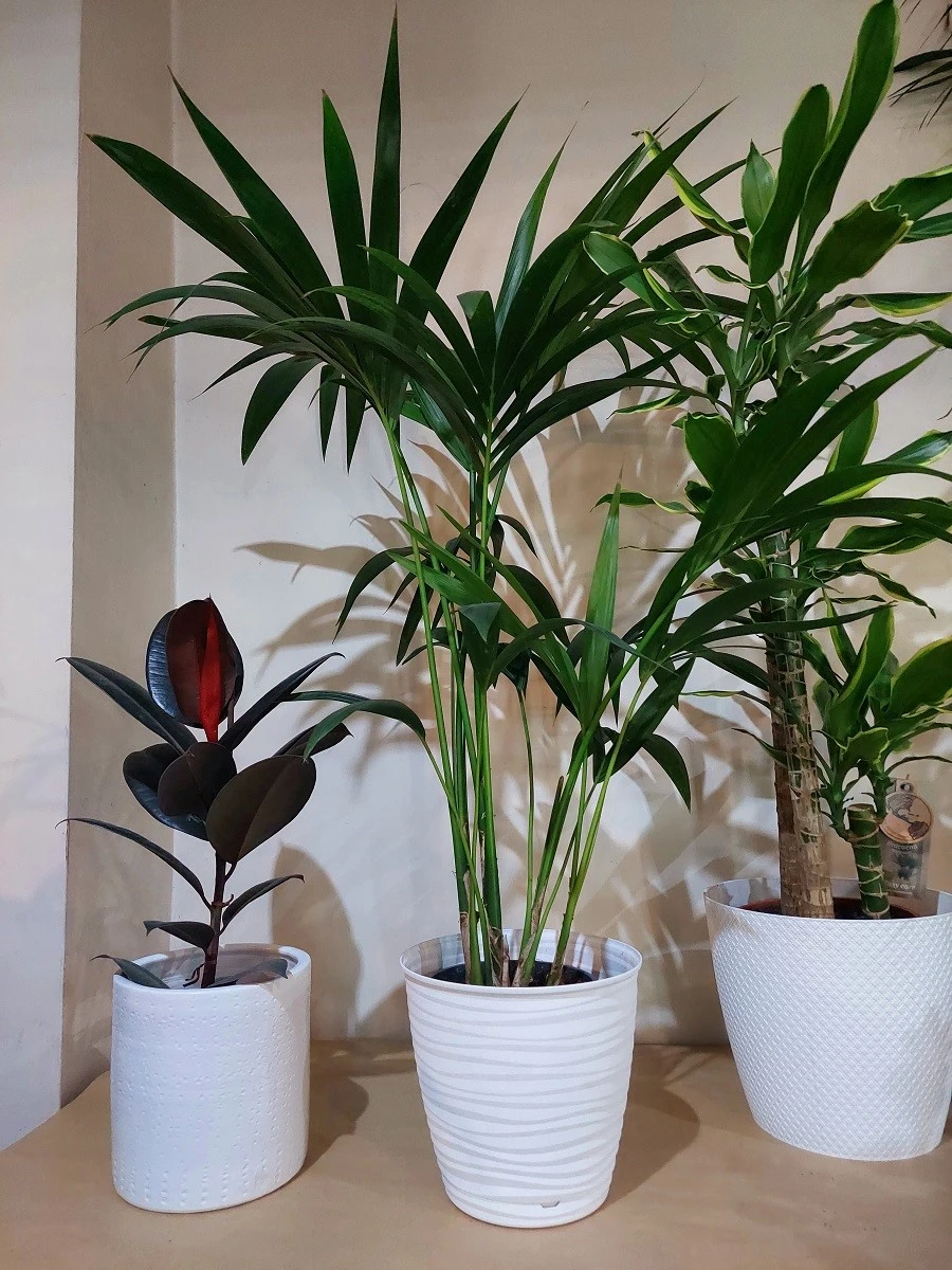 mini-garden5.jpg