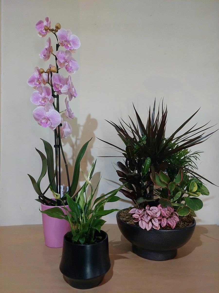 mini-garden7.jpg