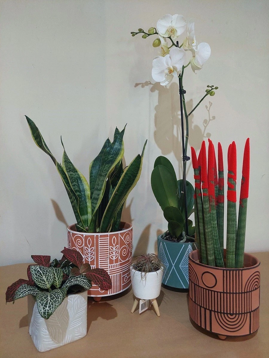 mini-garden8.jpg