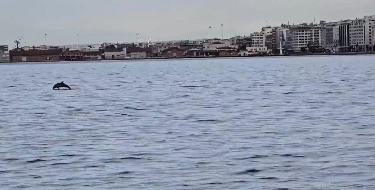 delfinia2.jpg