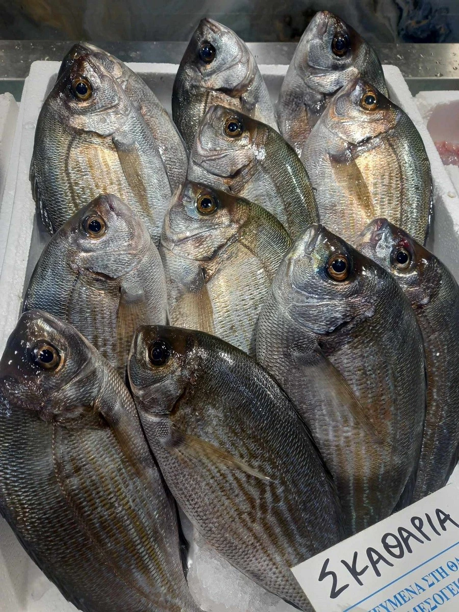 fish-fish10.jpg