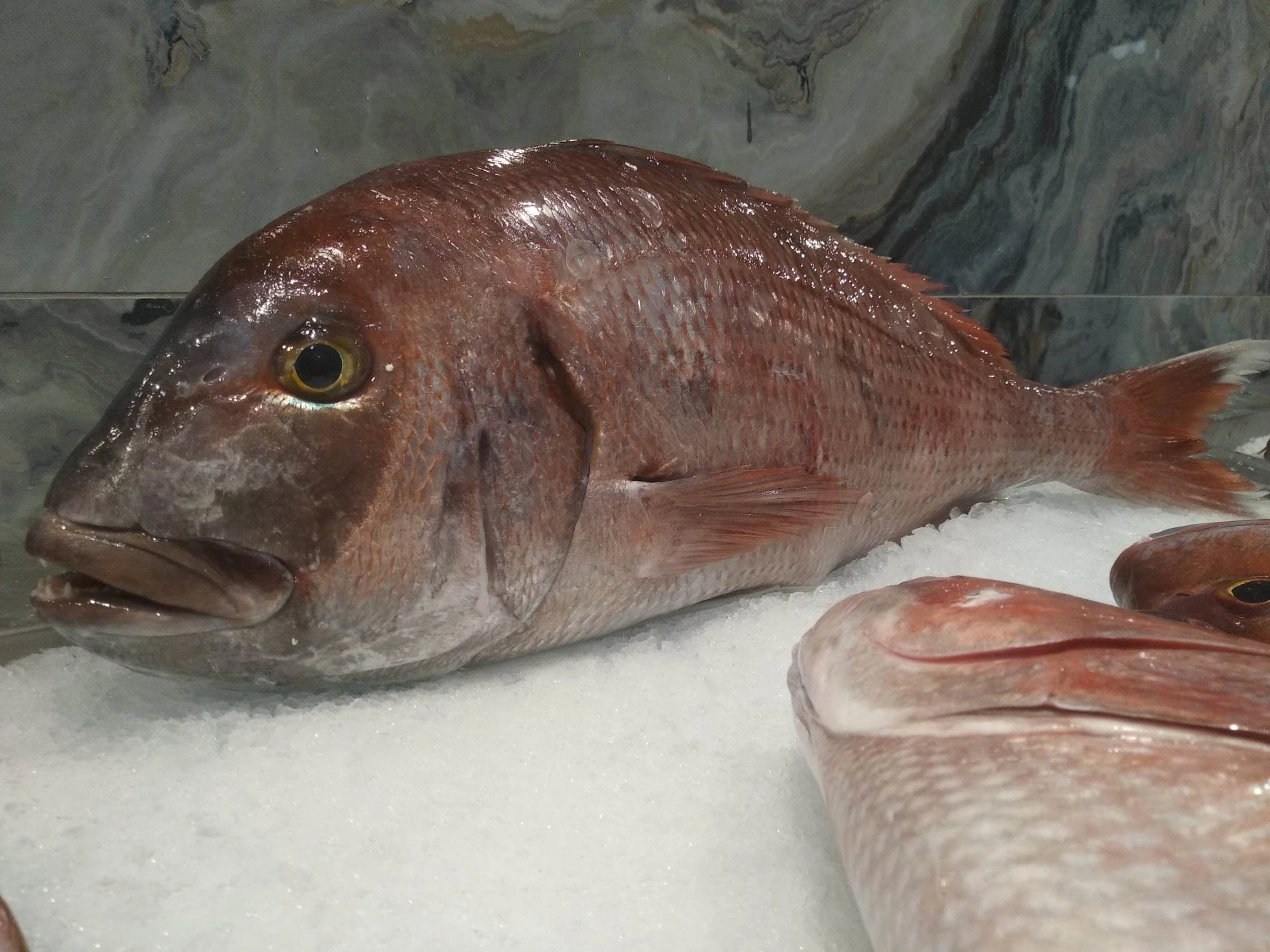 fish-fish11.jpg