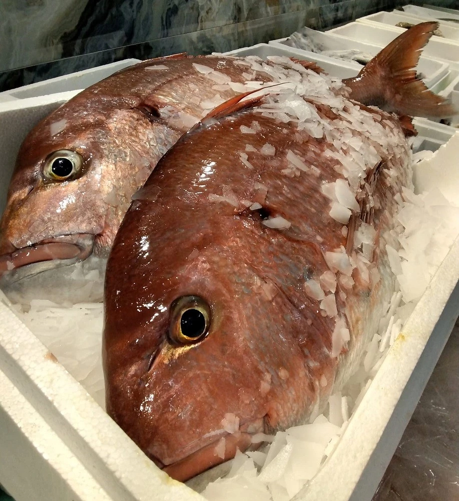 fish-fish12.jpg