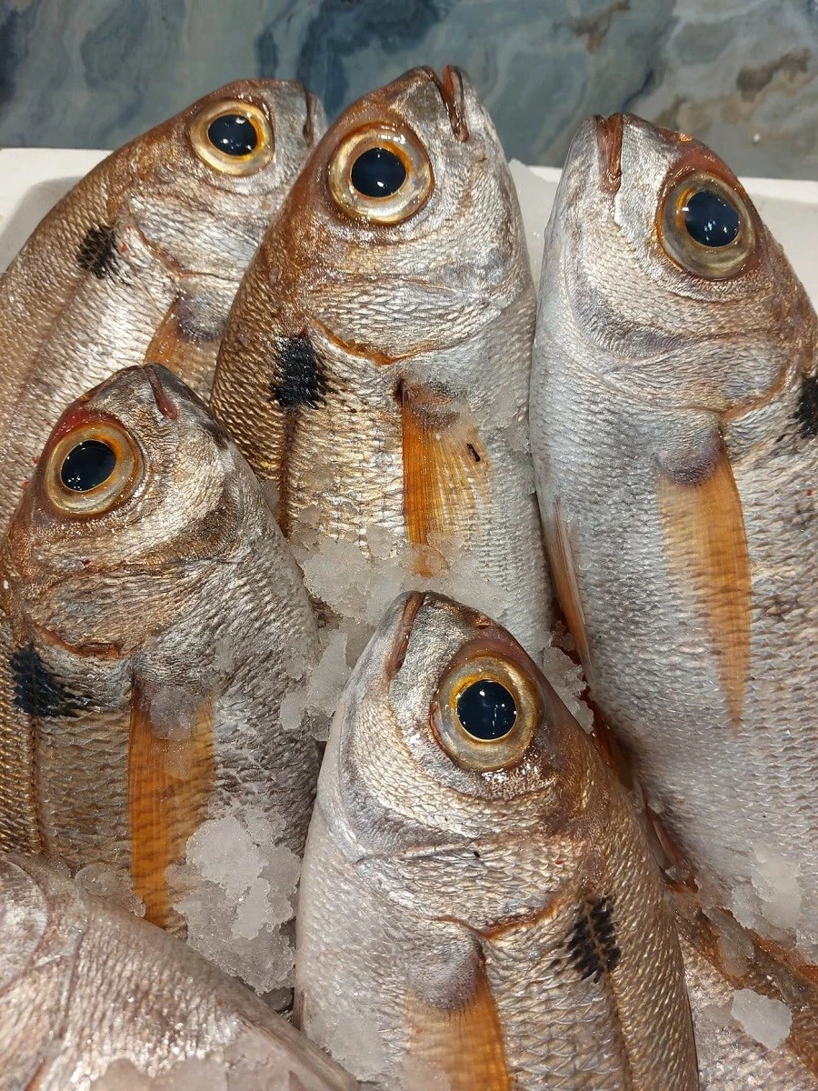 fish-fish13.jpg
