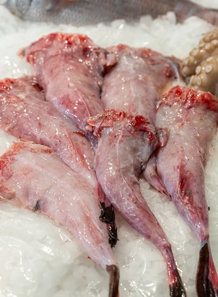 fish-fish14.jpg