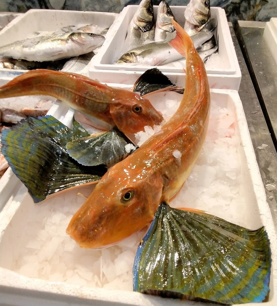 fish-fish15.jpg