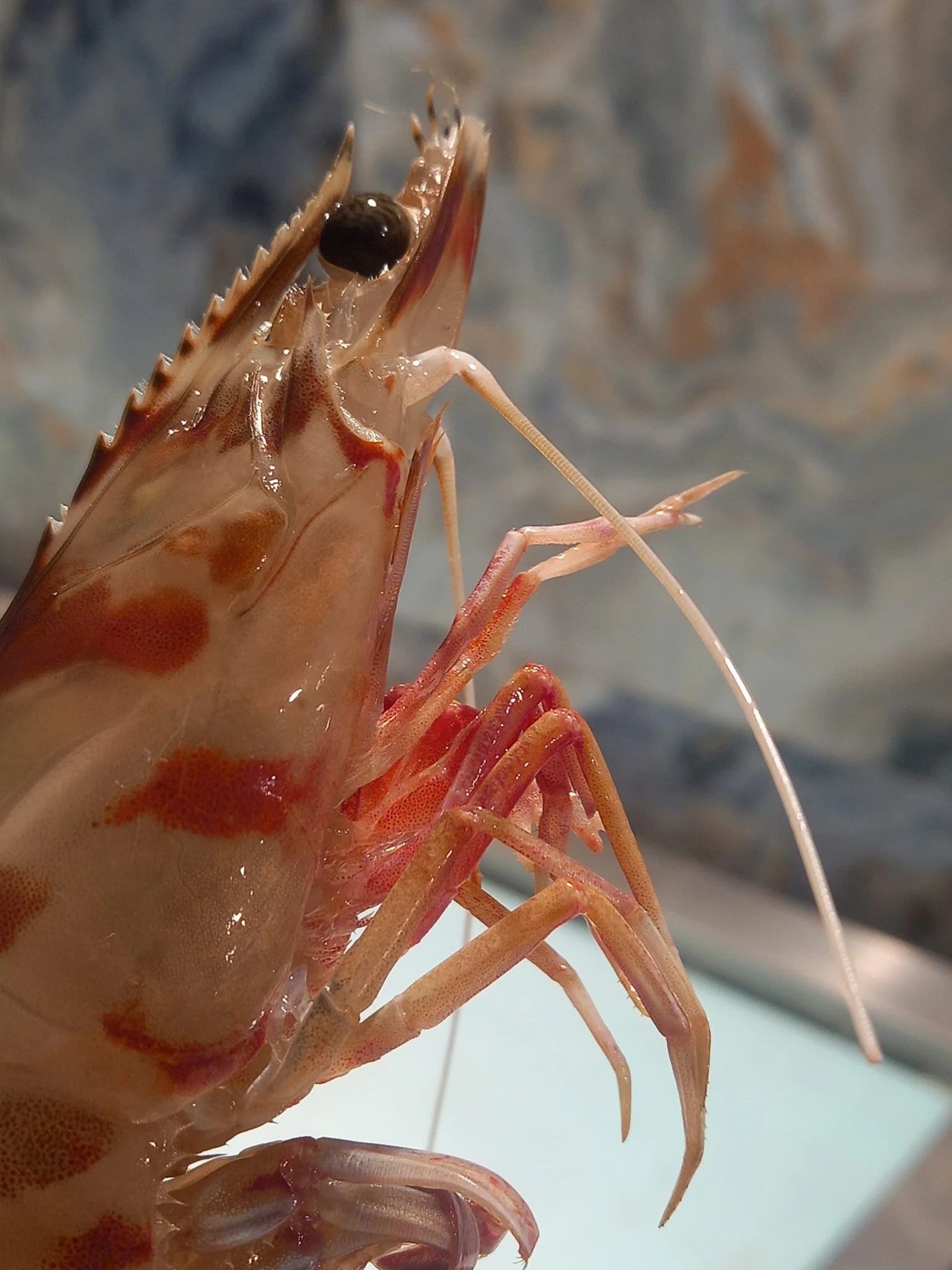 fish-fish20.jpg