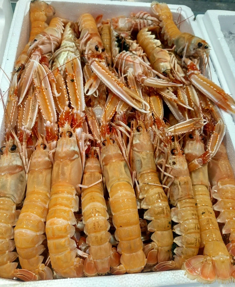 fish-fish21.jpg