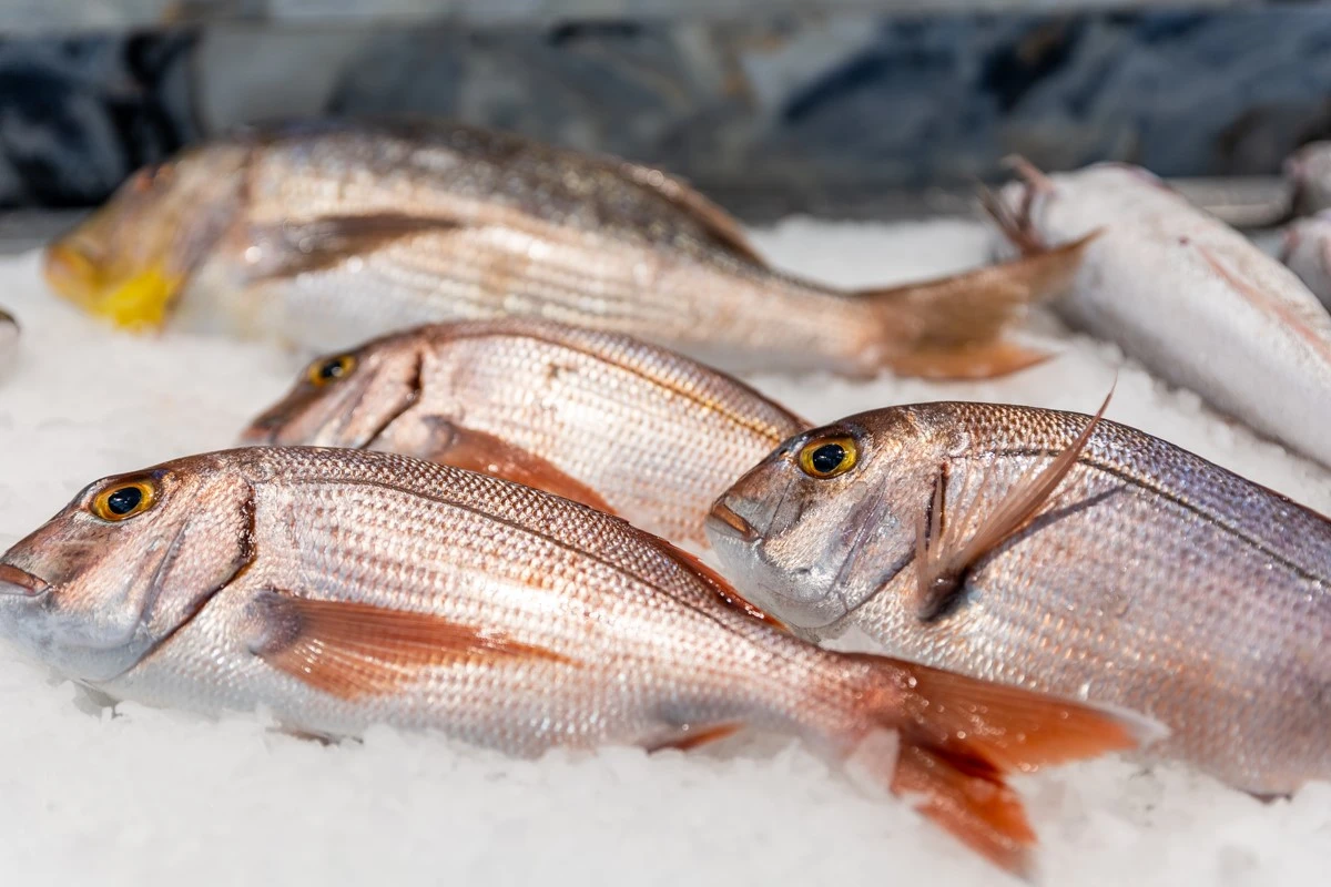 fish-fish5.jpg