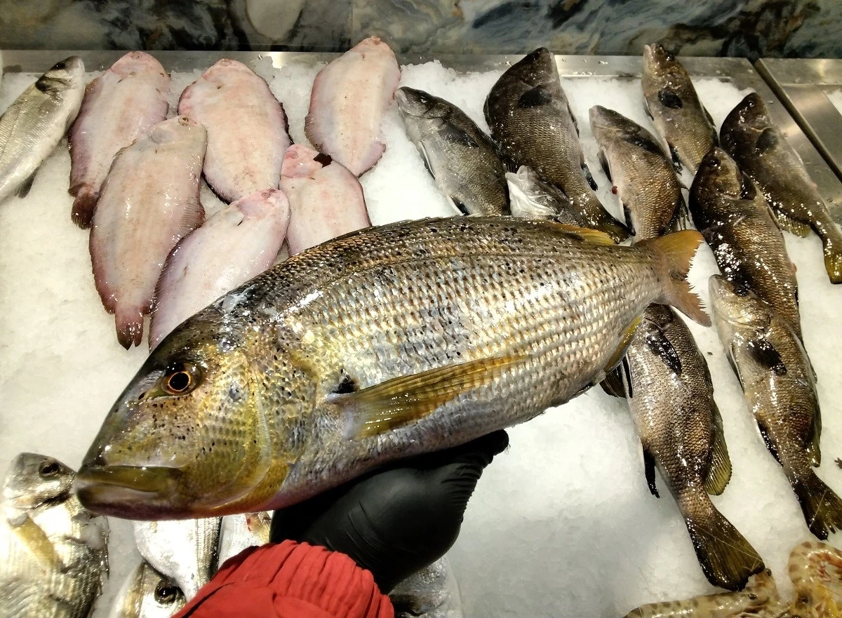fish-fish7.jpg