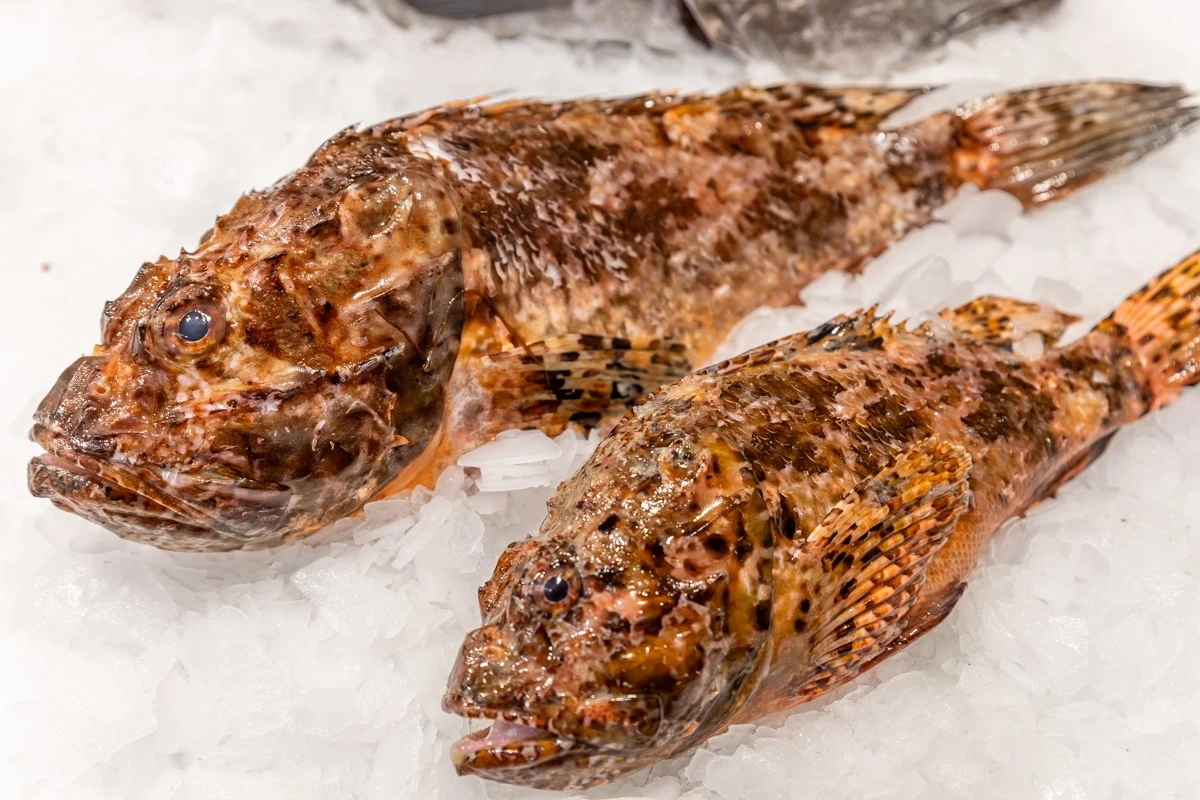 fish-fish8.jpg