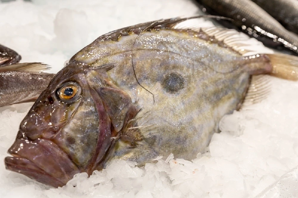 fish-fish9.jpg