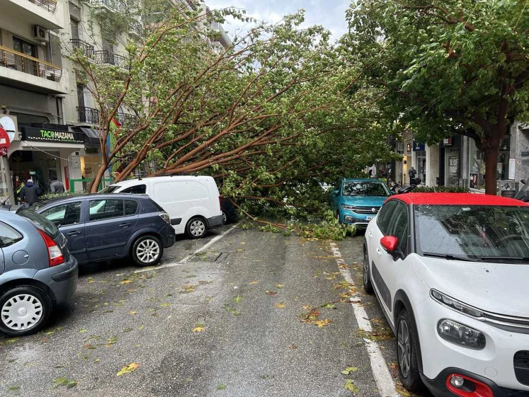 pesmena-dentra-dentro-xerizomena-thessaloniki-kentro-2024003.jpg